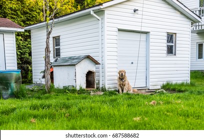 Golden Retriever Dog Sitting Outside By Doghouse On Leash In Backyard