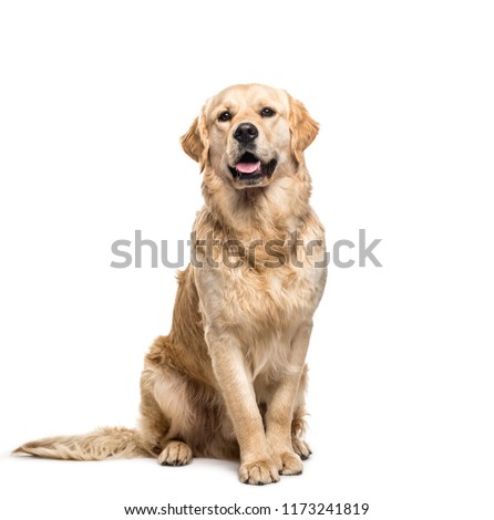 Golden retriever dog sitting and panting, isolated