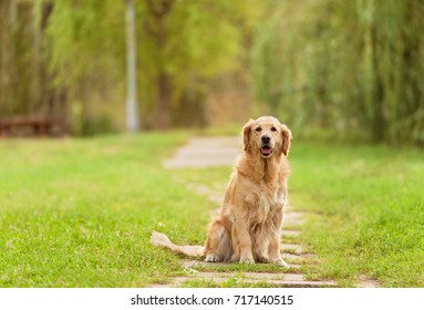 Golden Retriever Dog Sitting In The Park