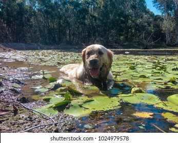 Golden Retriever Dog Sitting In A Pond - Cooling Off On A Hot Day