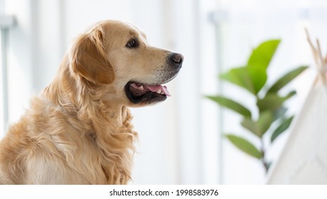 犬 後ろ姿 の写真素材 画像 写真 Shutterstock