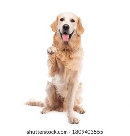 Golden Retriever Dog Sitting Straight Giving Paw