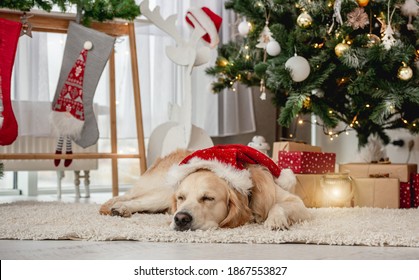 Golden Retriever Dog Sleeping Under Christmas Tree