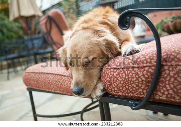 dog patio chair