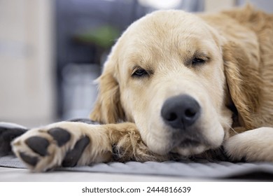 golden retriever dog sleeps sweetly on his rug	 - Powered by Shutterstock