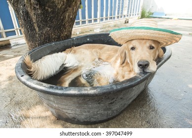 golden retriever Dog in a small pool tired of the summer heat