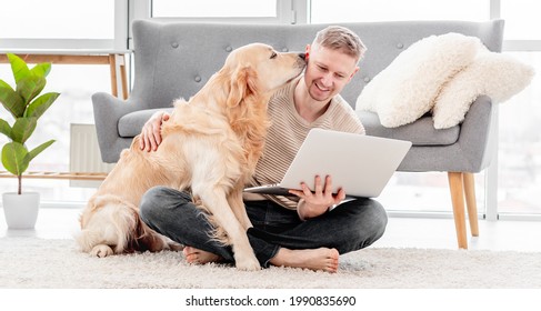 Golden retriever dog sniffs man owner holding laptop. Online communication with friends