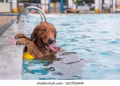 Golden Retriever Dog Squatting By The Pool