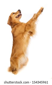 A Golden Retriever Dog Standing On His Hind Legs