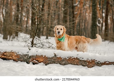 Golden retriever dog standing in winter time in snow close to log. Adorable purebred doggy pet labrador in cold weather at nature
