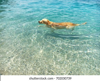 Golden Retriever dog swims in a crystal clear sea