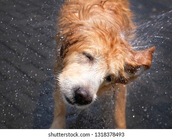 Anjing Mandi Images Stock Photos Vectors Shutterstock