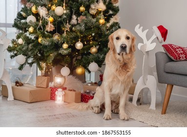 Golden Retriever Dog Under Christmas Tree