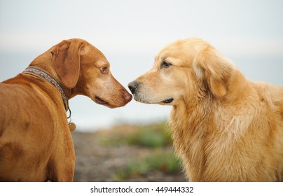 Golden Retriever dog and Vizsla dog saying hello and sniffing noses