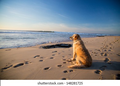 Golden retriever dog waiting on the beach Golden retriever waiting for it's owner on the beach while he is surfing 