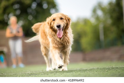 Golden Retriever Dog Walking Outdoor
