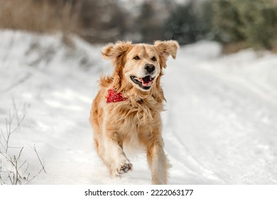 Golden retriever dog walking in winter time in snow. Adorable purebred doggy pet labrador in cold weather at nature - Shutterstock ID 2222063177