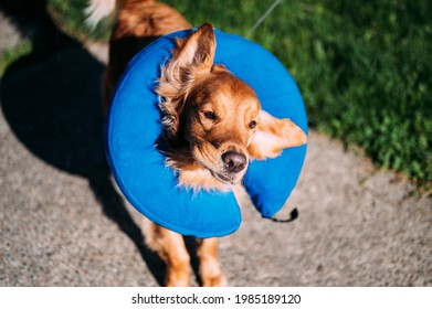 Golden Retriever Dog Wearing A Blue Inflatable Cone Collar Shaking Head With Ears Flying In The Sunlight