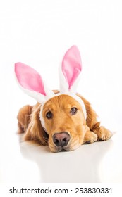 Golden Retriever Dog Wearing Easter Bunny Ears
