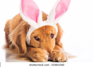 Golden Retriever Dog wearing easter bunny ears hiding in shame and embarrassment