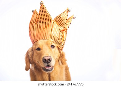 A Golden Retriever Dog Wearing A Jester Hat