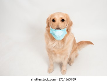 Download Dog Face Mask Images Stock Photos Vectors Shutterstock PSD Mockup Templates