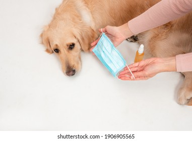 Golden retriever dog wearing medical mask for protection from virus isolated. medicine, pets and pandemic concept. Pet care animal life quarantine at home