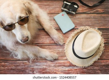 Golden Retriever Dog Wearing Sun Glasses Laying Down On Wooden Floor With Travel Accessories , Hat, Camera, Passport Cover.top View, Travel Concept.Leaving Dog At Home For Travelling.