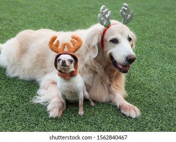 Golden Retriever Xmas Stock Photos Images Photography