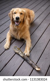 Golden Retriever Dog With A Wood Branch Stick, Laying On A Backyard Deck