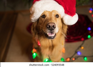 Golden Retriever Dog wrapped in colorful Christmas lights 