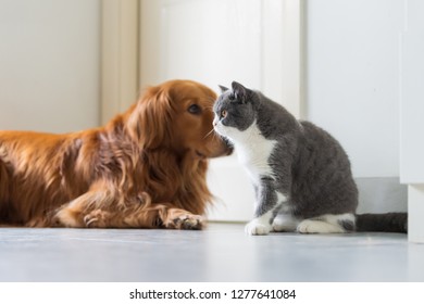 Imagenes Fotos De Stock Y Vectores Sobre Golden Retriever Playing