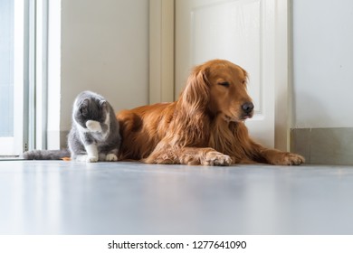 Golden Retriever Playing Images Stock Photos Vectors Shutterstock