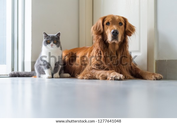 Golden Retriever Dogs British Shorthaired Cats Stock Photo Edit