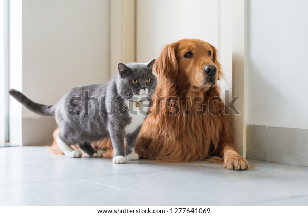 Golden Retriever Dogs British Shorthaired Cats Stock Photo Edit