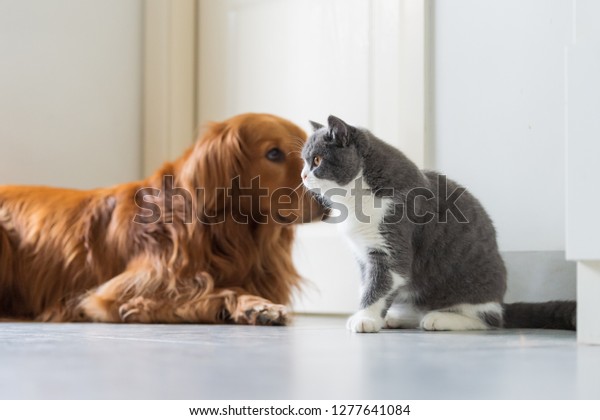 Golden Retriever Dogs British Shorthaired Cats Royalty Free