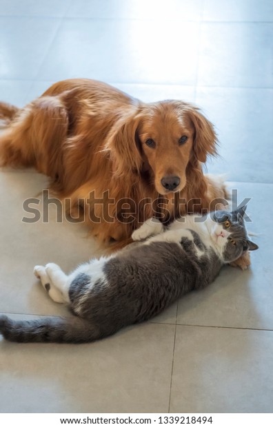 Golden Retriever Dogs British Shorthaired Cats Animals Wildlife