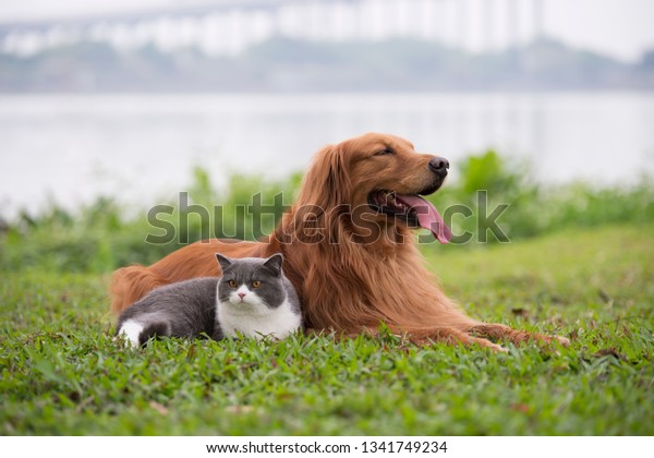 Golden Retriever Dogs British Shorthaired Cats Stock Photo Edit