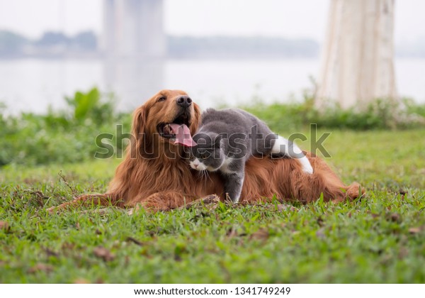 Golden Retriever Dogs British Shorthaired Cats Stock Photo Edit