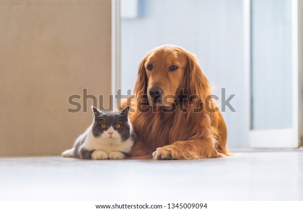 Golden Retriever Dogs British Shorthaired Cats Stock Photo Edit