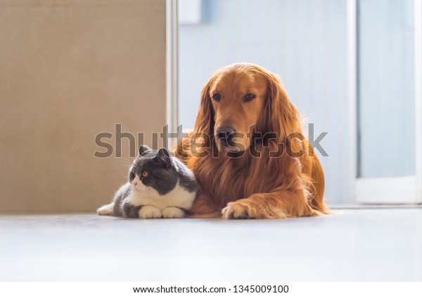 Golden Retriever Dogs British Shorthaired Cats Stock Photo Edit