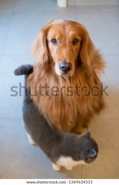 Golden Retriever Dogs British Shorthaired Cats Stock Photo Edit