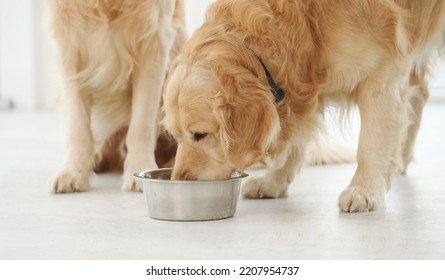 Golden retriever dogs eating from metal bowl food at home - Shutterstock ID 2207954737