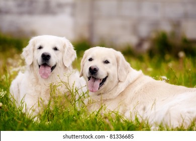 golden retriever dogs lying on the grass with opened mouths
