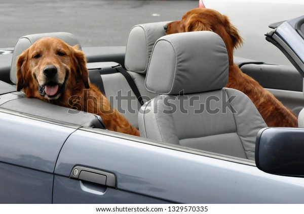 Golden Retriever Dogs on\
the back seat