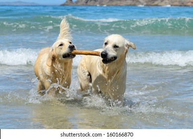  golden retriever dogs playing with stick in the water