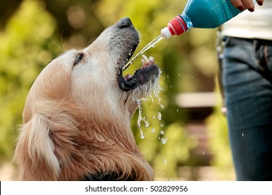 golden retriever drinking water on summer