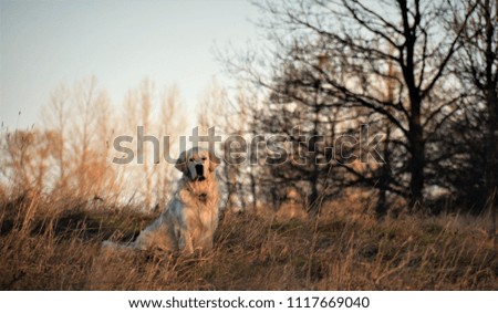 Similar – Labrador retriever labbi