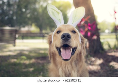 Golden retriever Easter bunny
