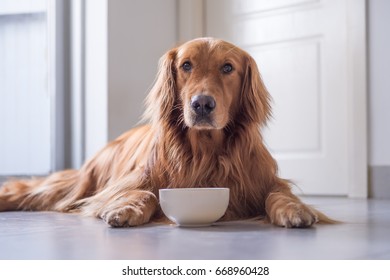 The Golden Retriever Eating